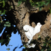 Doves Autumn 2011 (1)